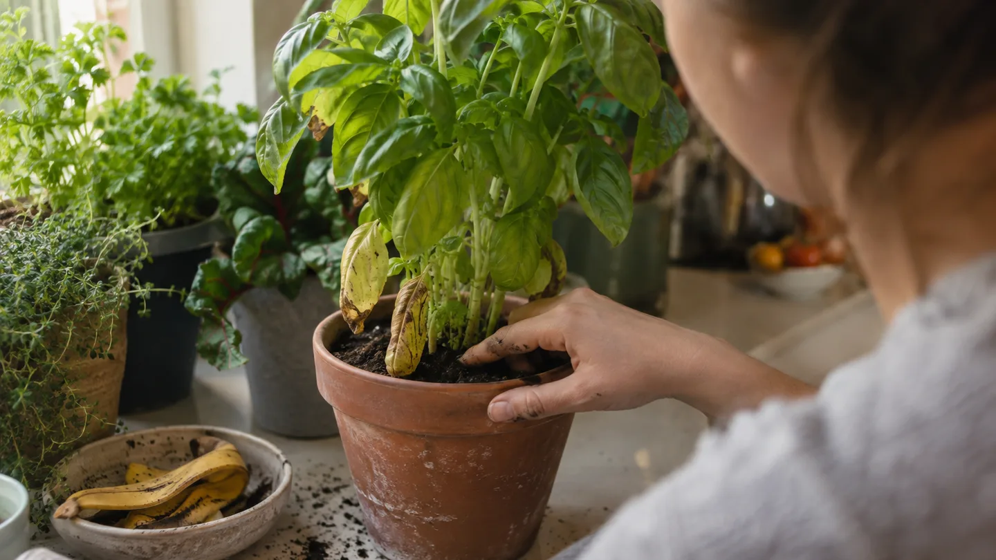 A gardener checks soil at a plant’s base as yellow leaf edges and a banana peel sit nearby.