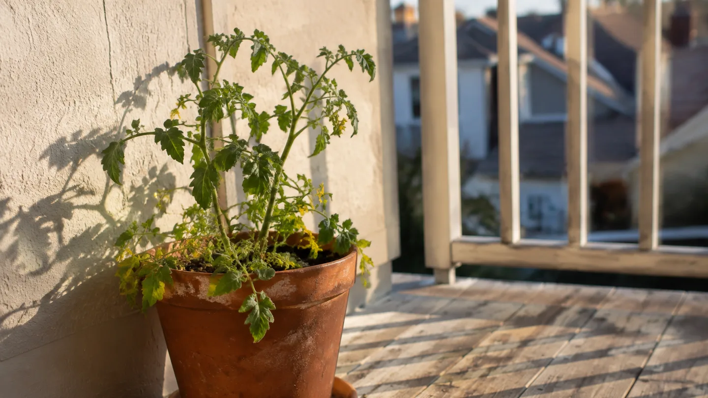A potted tomato beside a sun-heated wall has fallen yellow blossoms on the balcony floor, revealing heat stress.