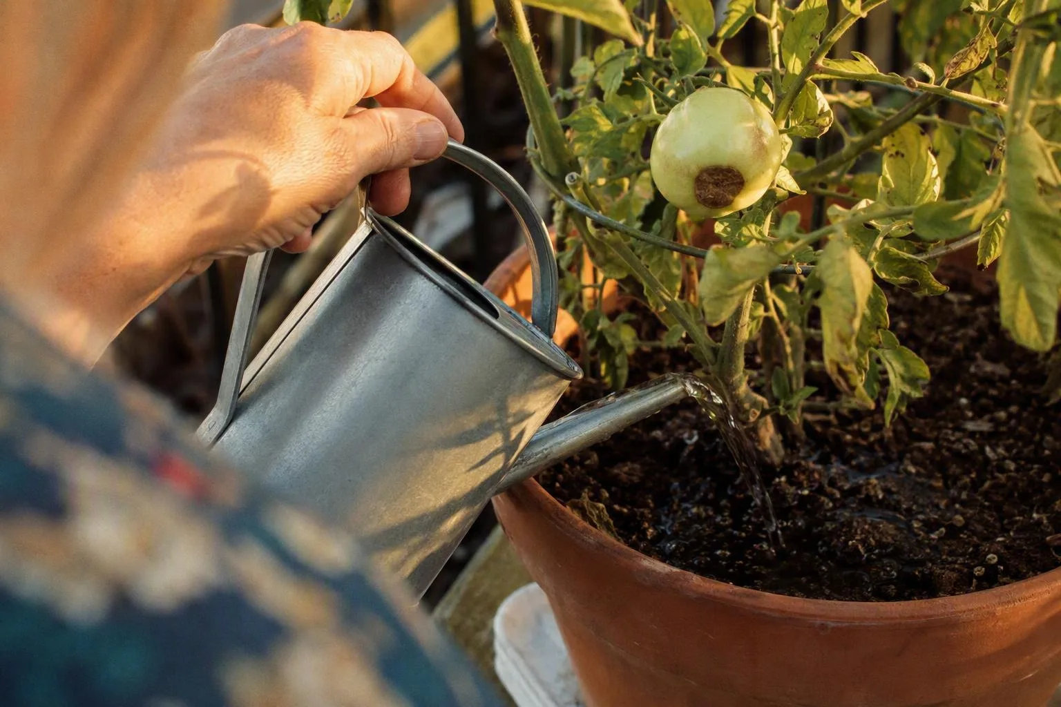 Water reaches a potted tomato whose fruit has a small dark patch at the blossom end.