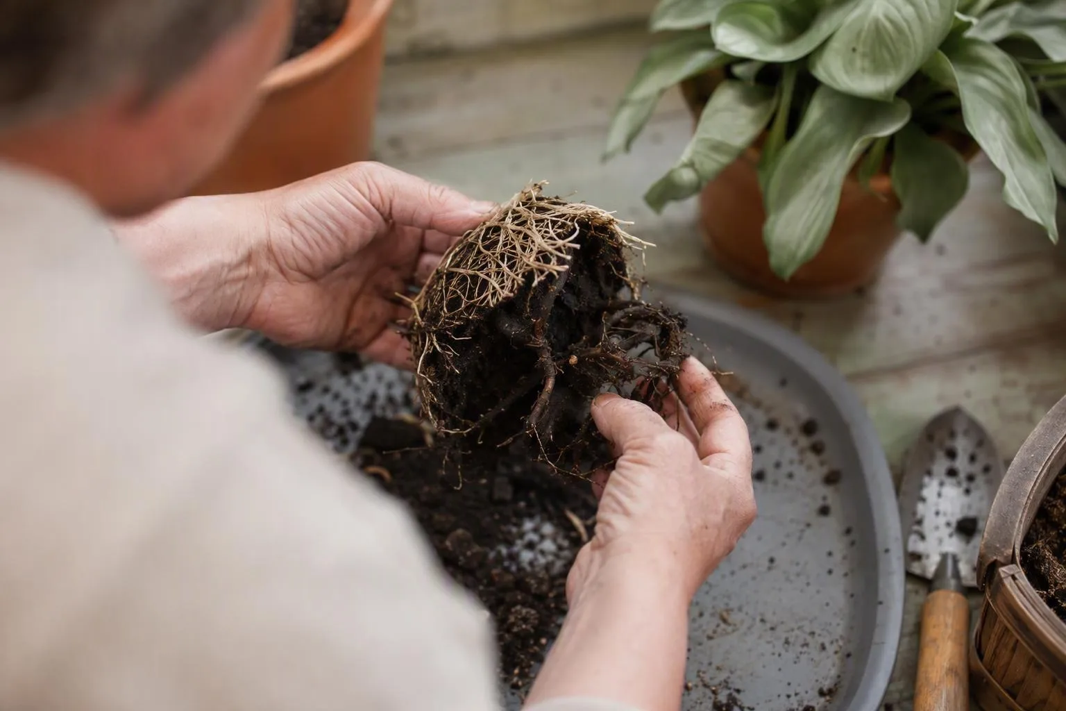 Hands inspect pale and dark roots in a soil ball on a balcony table to judge whether the old mix is worth keeping.