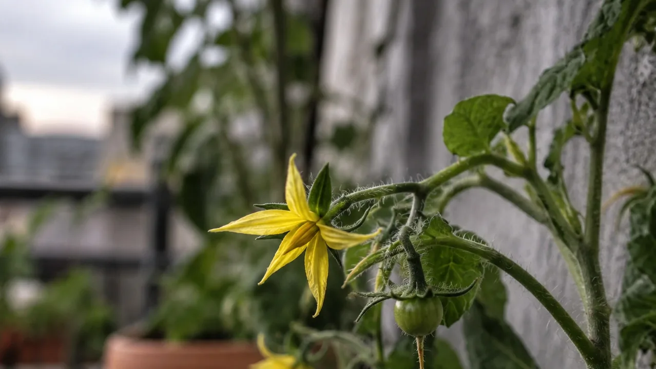 Open tomato flowers sit beside a sheltered balcony wall, with a tiny fruit forming beneath one blossom.