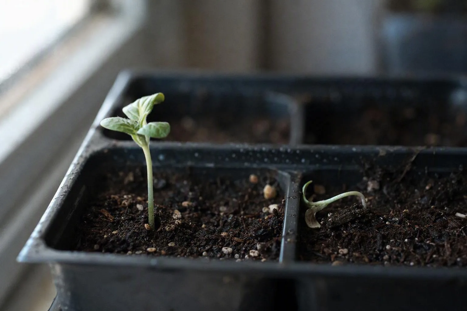 One seedling stands upright beside another collapsed at the soil line in a damp tray, showing the early warning sign.