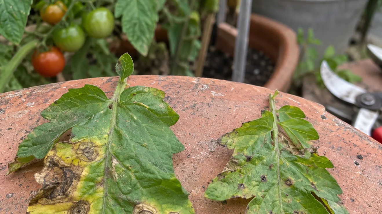 Two tomato leaves with different brown spotting patterns lie side by side for visual comparison.
