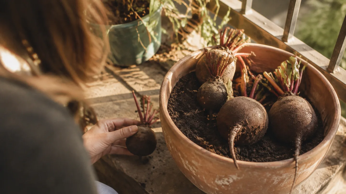 Freshly harvested beets sit beside their pot, showing the crop a small container can produce.