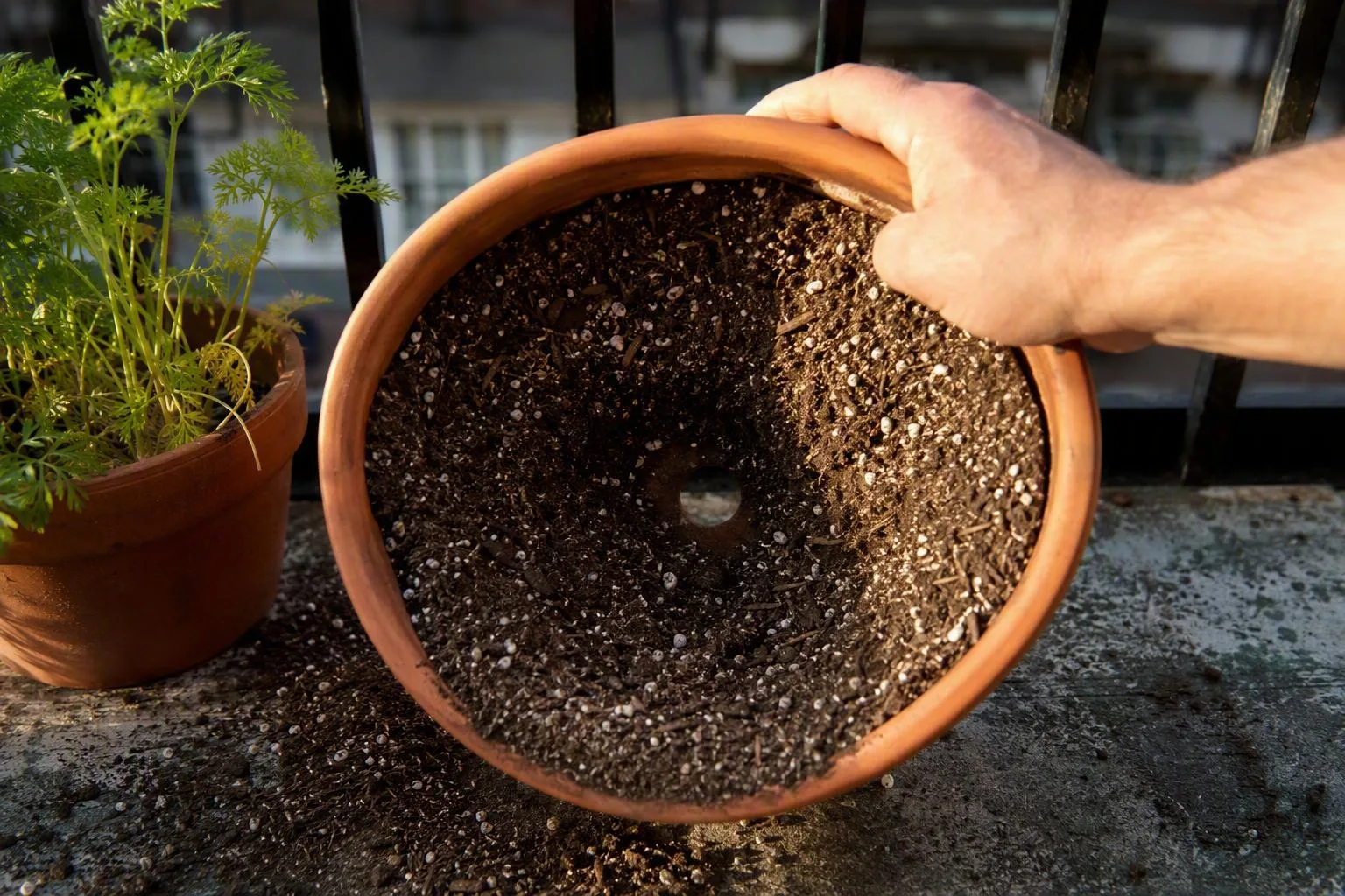 A gardener tips a round pot to reveal loose mix reaching the base and open drainage holes for container carrots.
