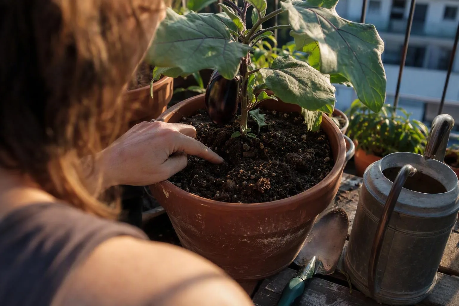 A hand checks the soil in a potted eggplant before watering.