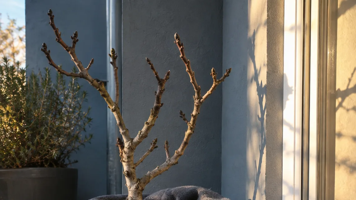 A leafless potted fig rests beside a bright doorway, sheltered by folded fleece from winter chill.