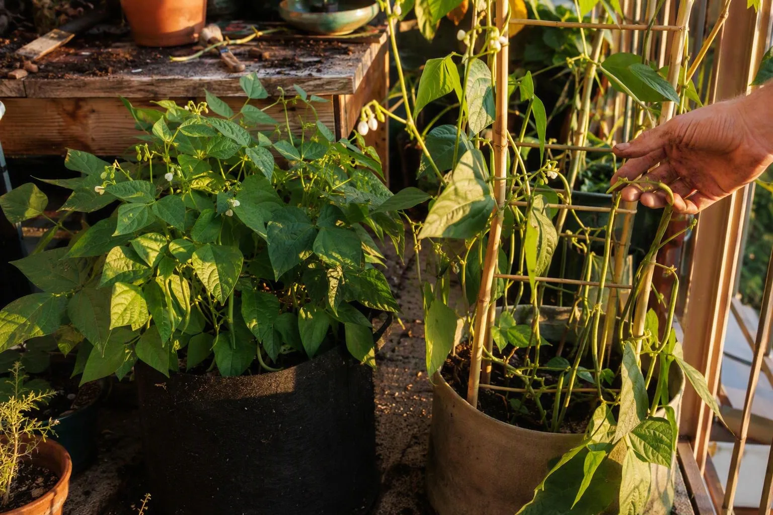 Two container-grown bean plants show the compact bush form beside a taller vine climbing a bamboo support on a balcony.
