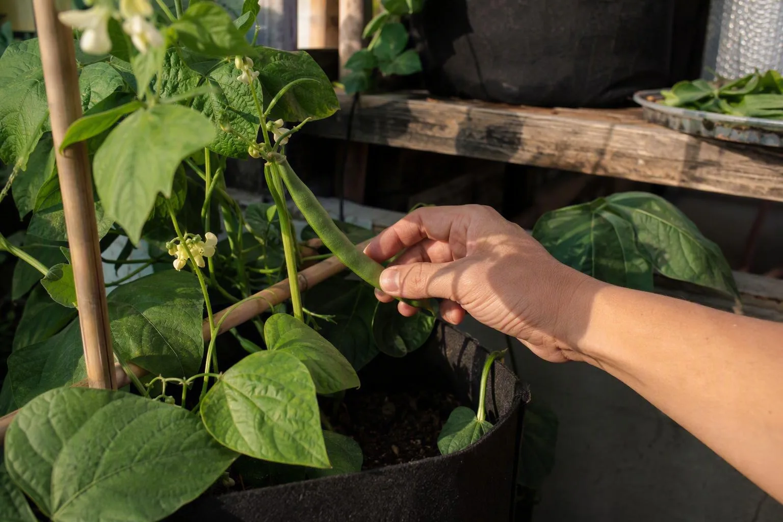 A hand checks a smooth green bean on the vine to see whether it is ready for harvest.