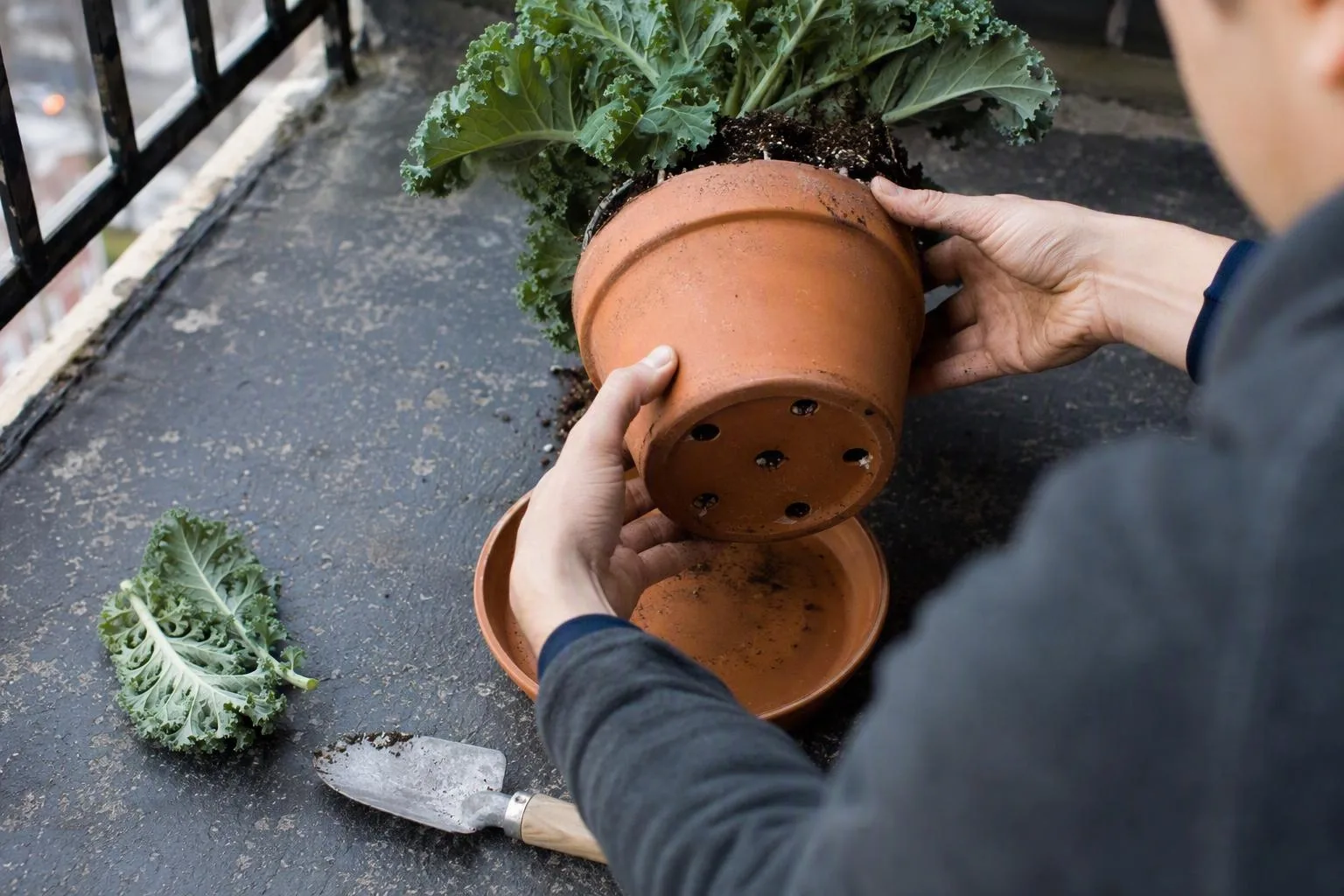 Hands lift a kale pot to show its drainage holes above a saucer, with loose soil visible inside.