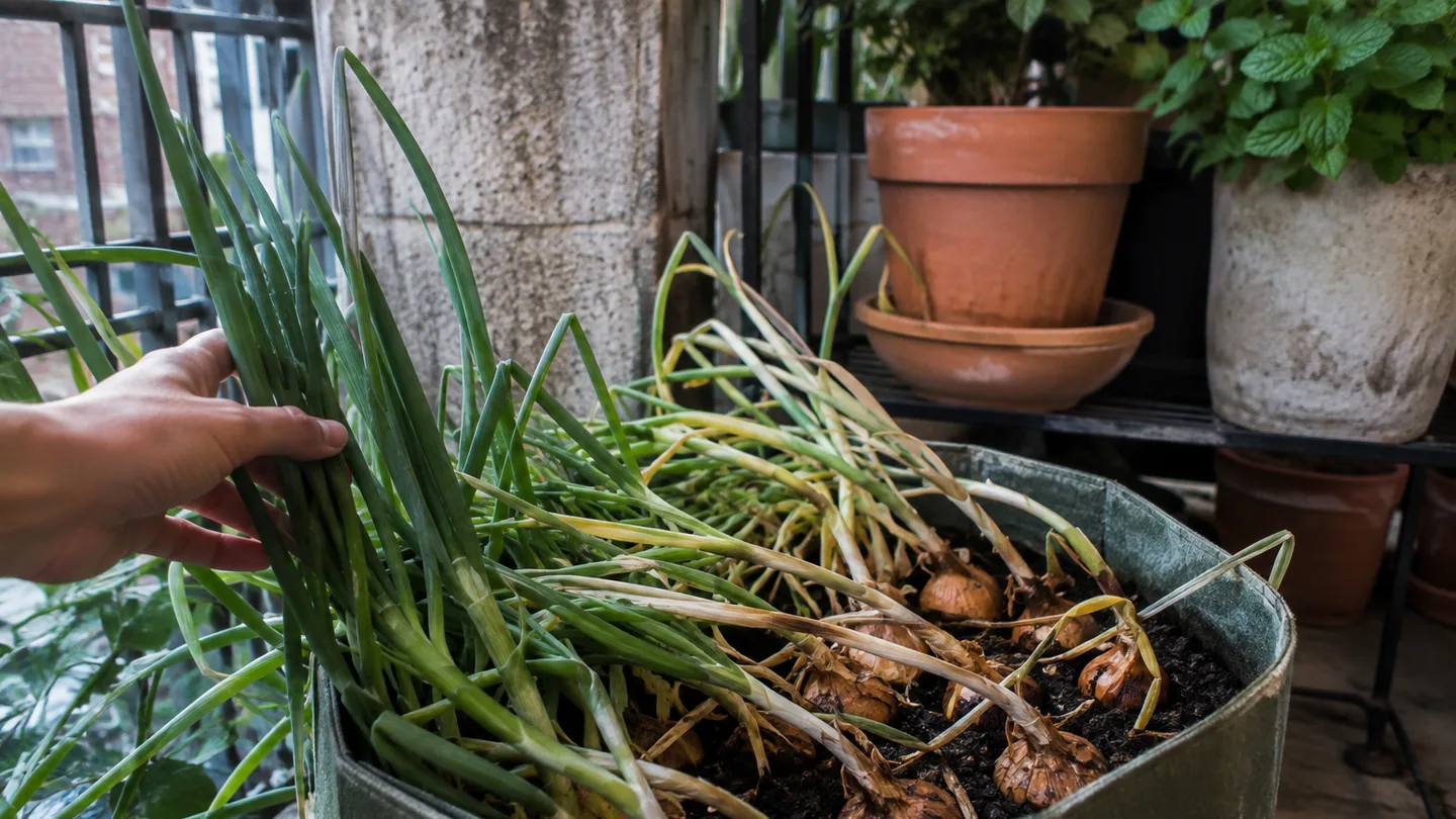 A container of onions has mostly bent green tops beside another with upright leaves, showing when bulbs are nearing harvest.