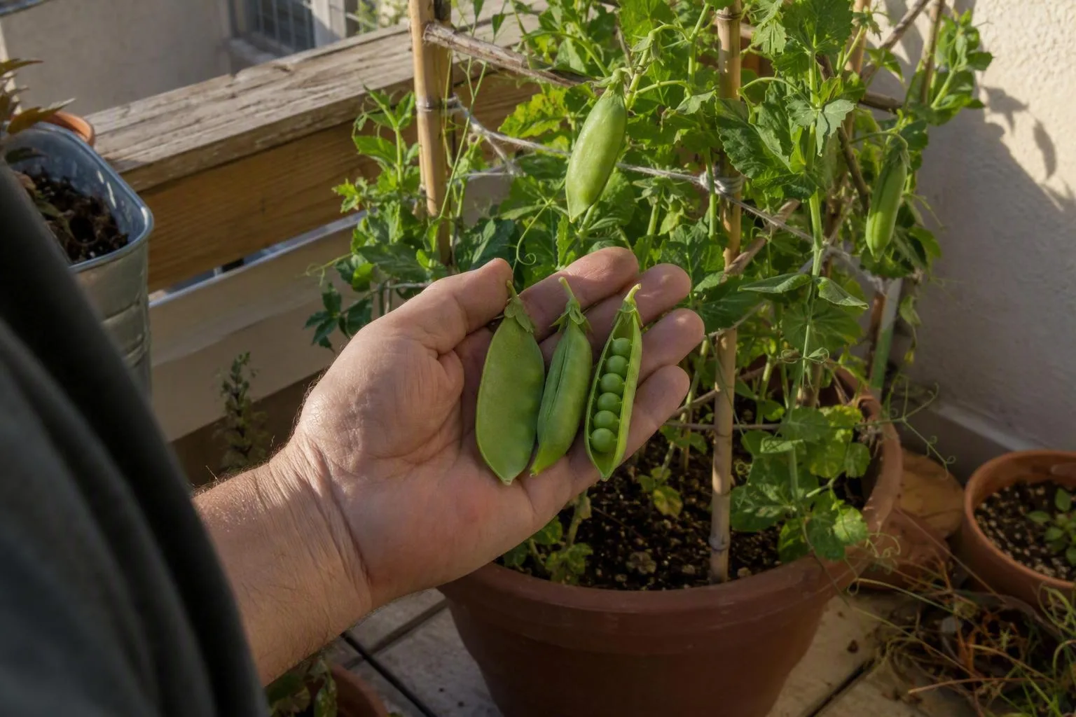 A hand holds flat, plump, and mature pea pods beside balcony vines to show when each type is ready to pick.