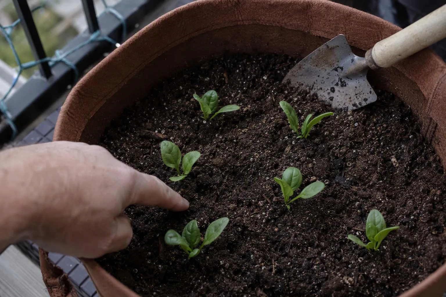 Young spinach seedlings spaced across moist potting mix