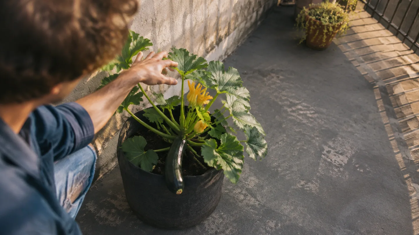 A compact zucchini plant sits beside a balcony wall with clear space around its container.