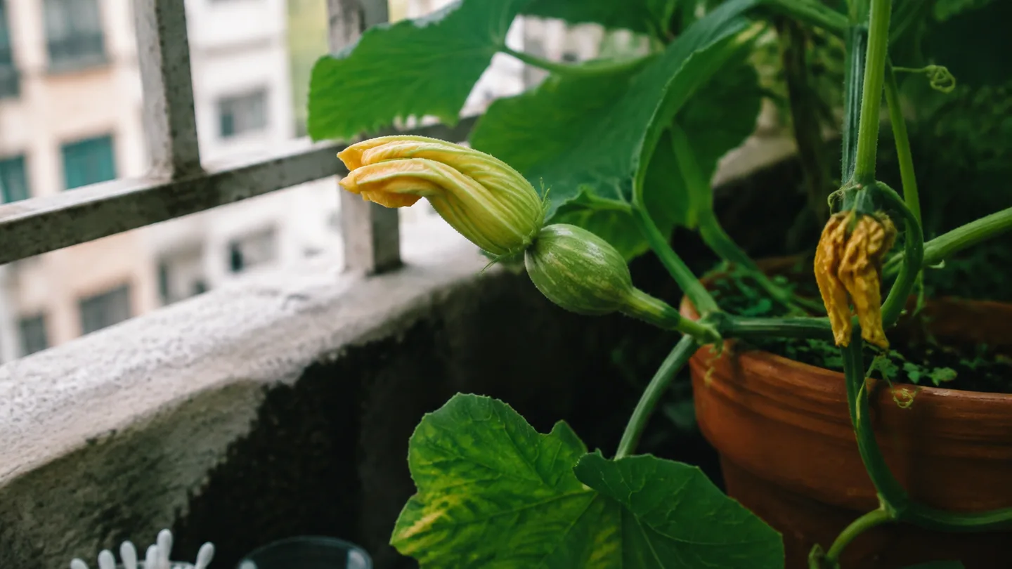A firm young squash hangs beside a withering blossom, showing gardeners which fruit is developing.