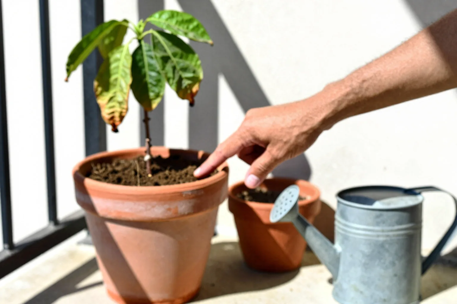 A heat-stressed balcony plant stands beside dry mix and a saucer.