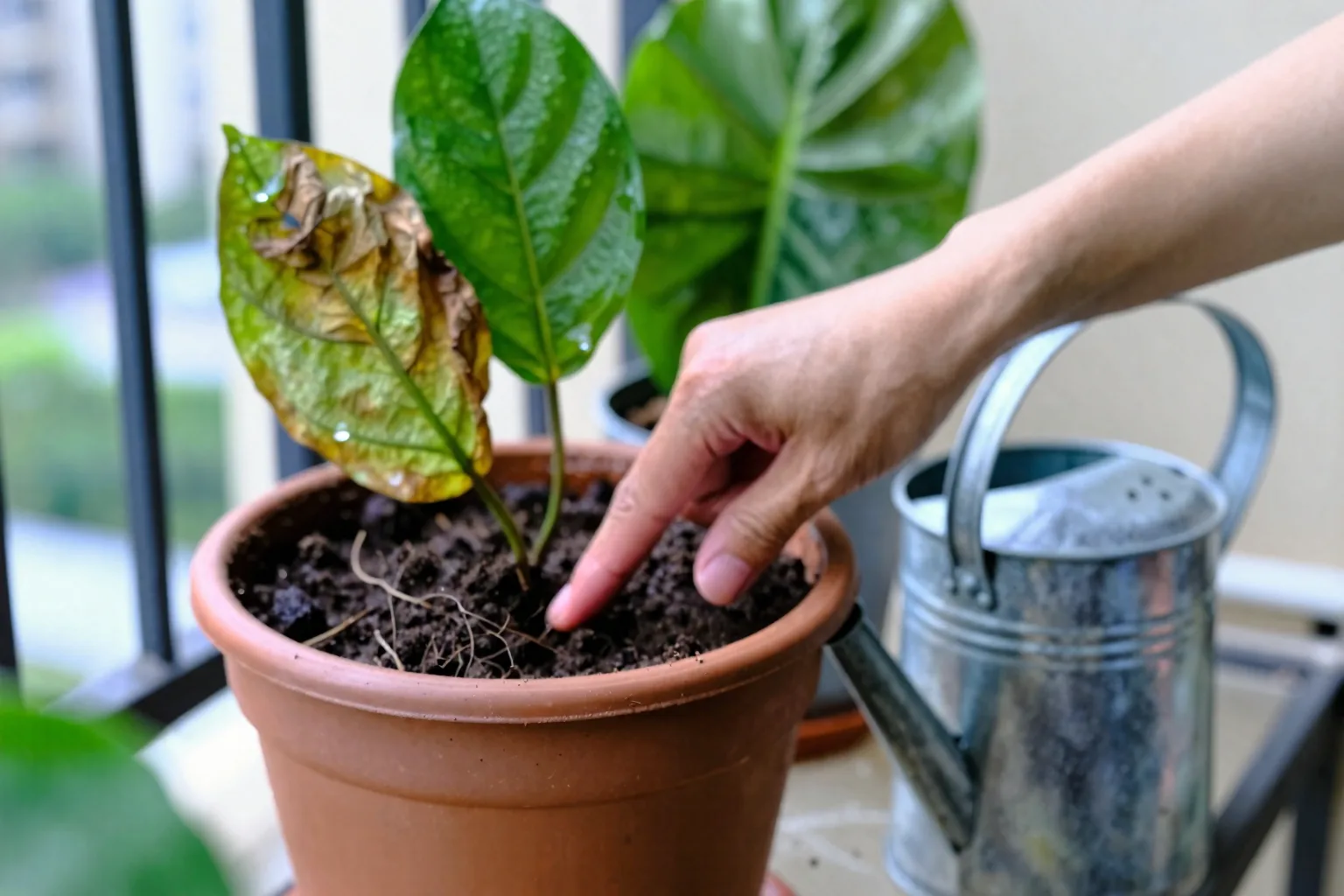 A hand checks the soil beside wilted balcony foliage before deciding whether to water.