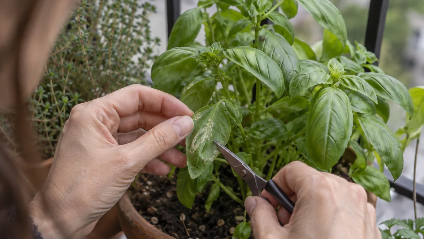 Hands inspect a damaged leaf and remove only the affected part from a small balcony pot.