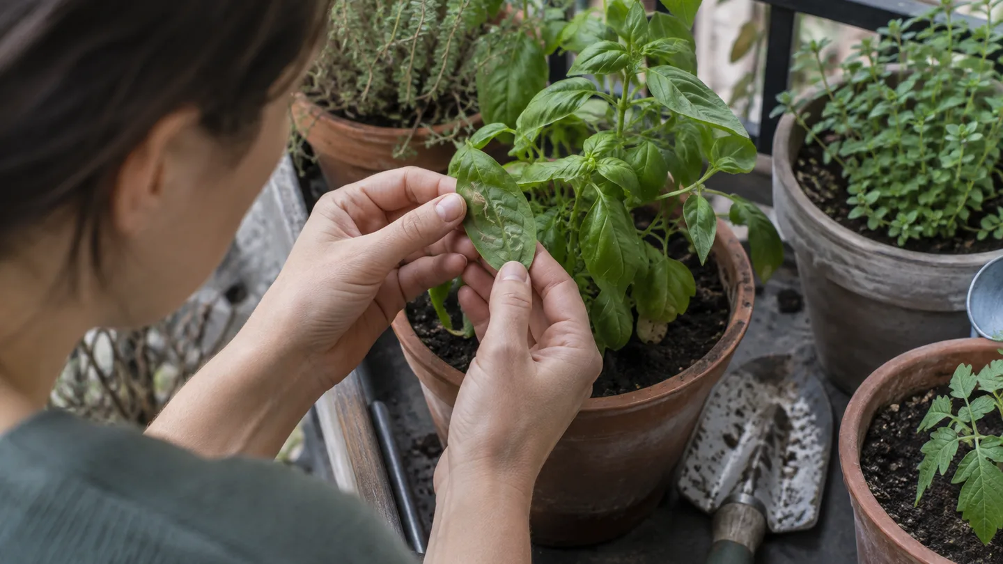 Hands inspect a balcony plant leaf for pale winding trails to catch damage early.