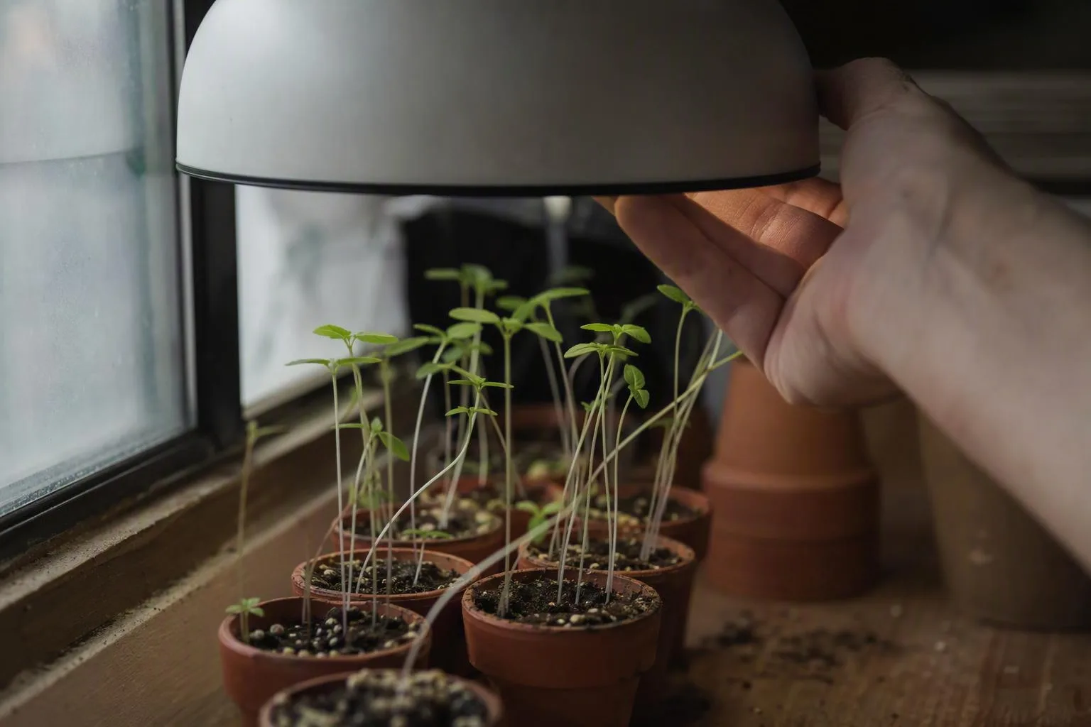 A plain overhead lamp evenly lights weak seedlings on a lived-in windowsill.