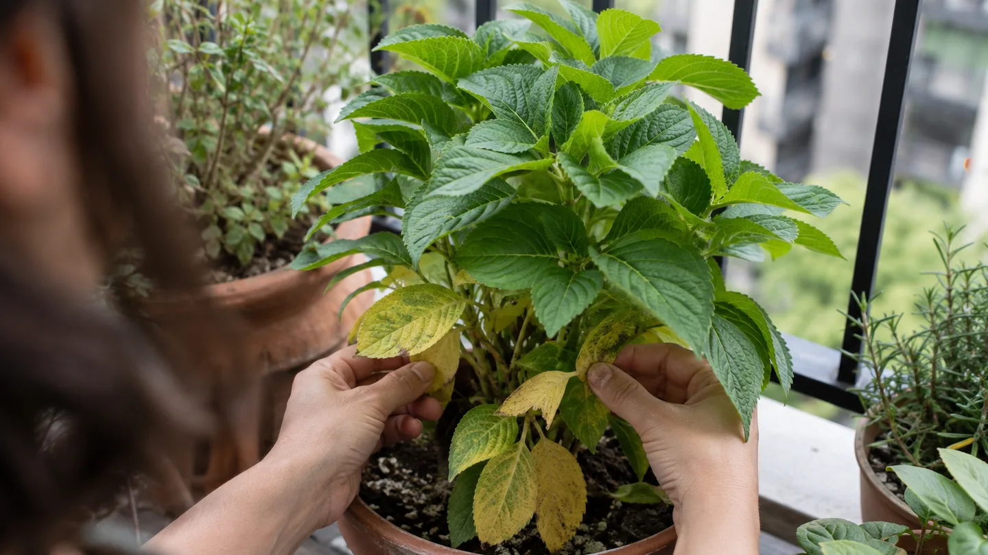 Gardener compares yellowing lower leaves with healthy green new growth on a balcony plant.