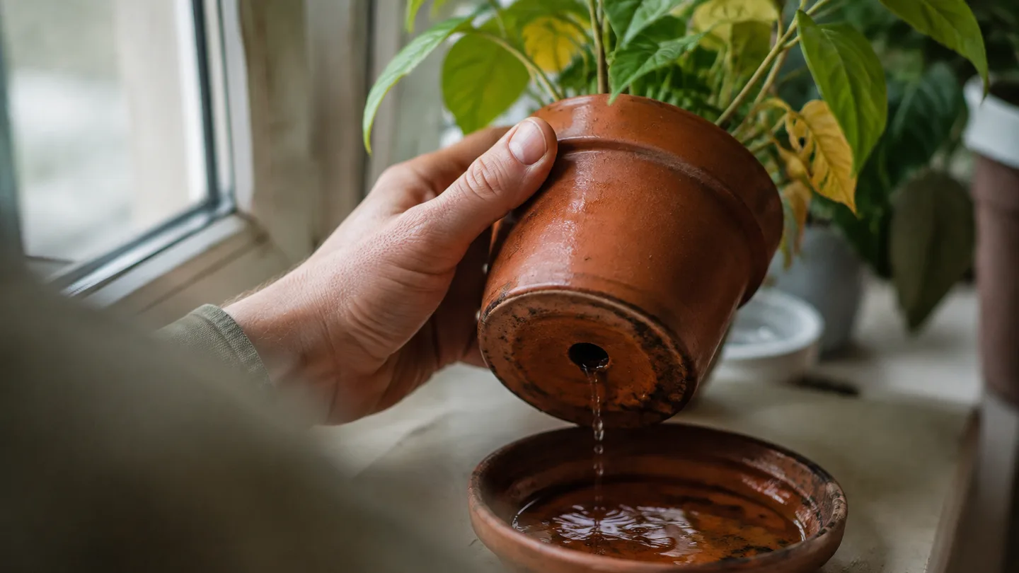 A hand lifts a potted plant to reveal water dripping through its drainage hole into the saucer.