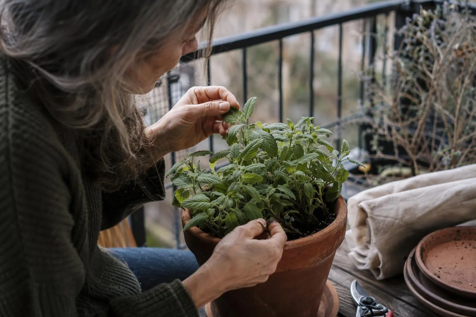 A hand lifts a leaf to check for hidden pests before the potted plant is brought indoors.