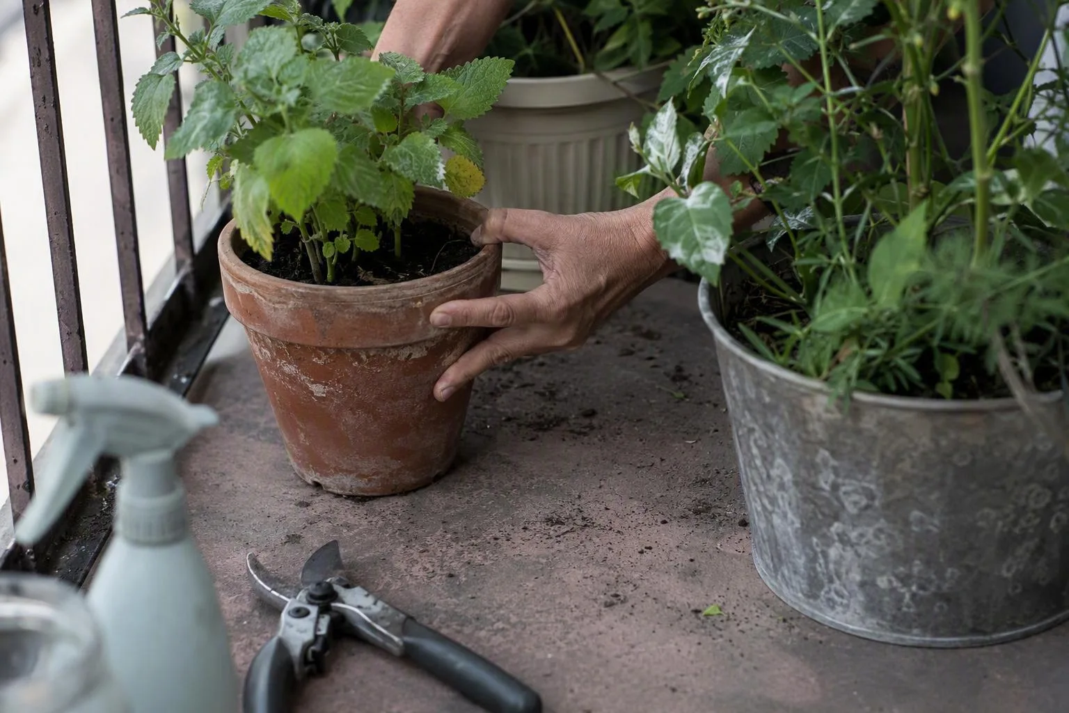 Hands separate balcony pots to leave space for air around leaves marked with white mildew.