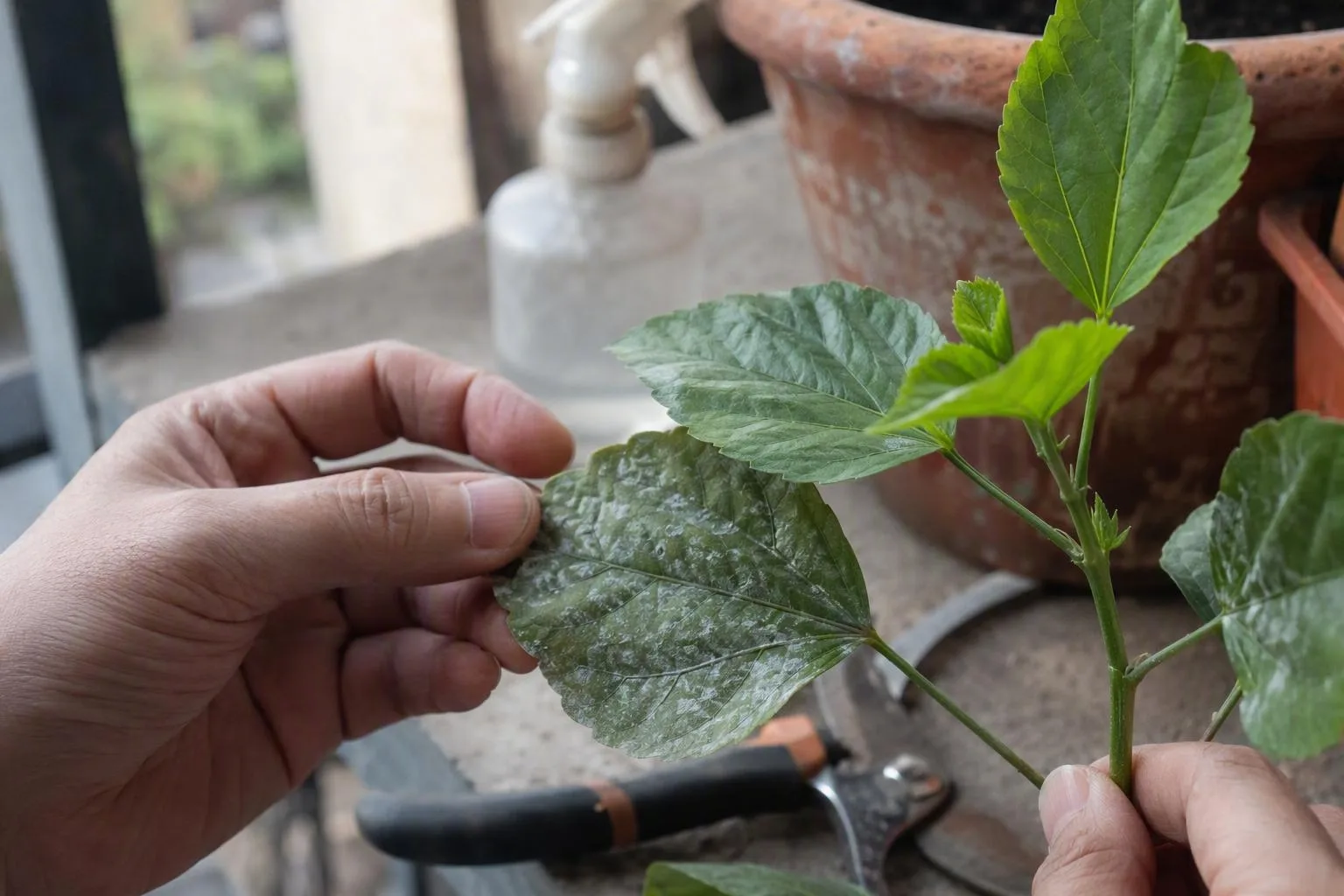 Hands compare a mildew-marked older leaf with clean new growth, showing the plant’s recovery after treatment.