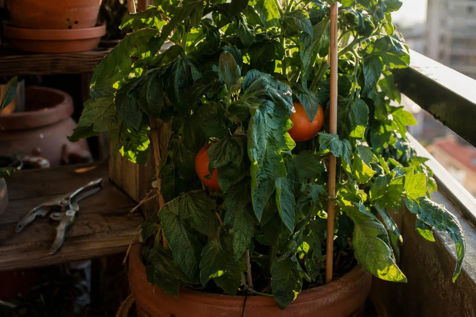 Healthy green leaves shade several tomatoes as they ripen on a balcony plant.