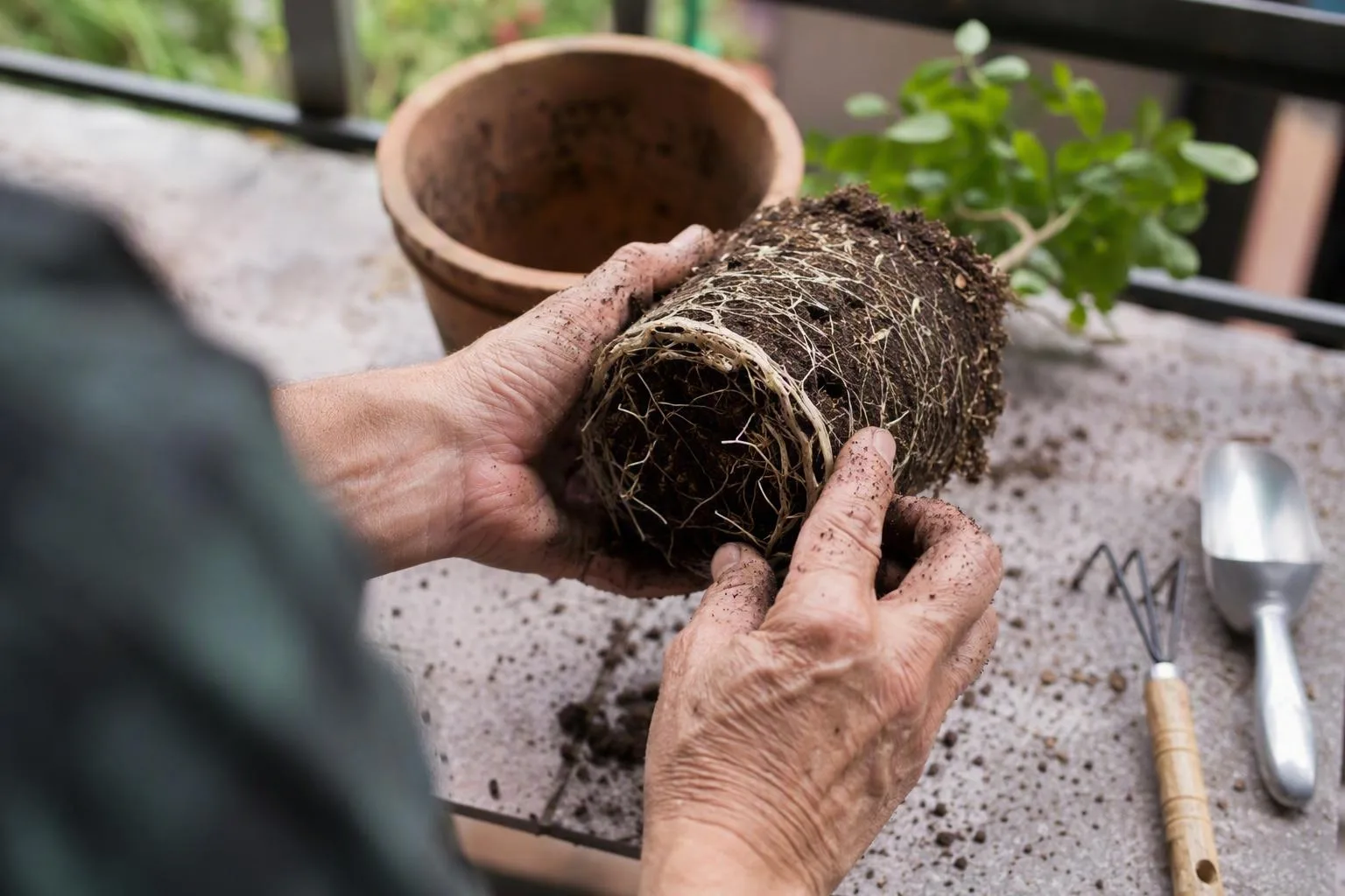 A grower examines tightly circling roots and loose soil before choosing a larger pot.