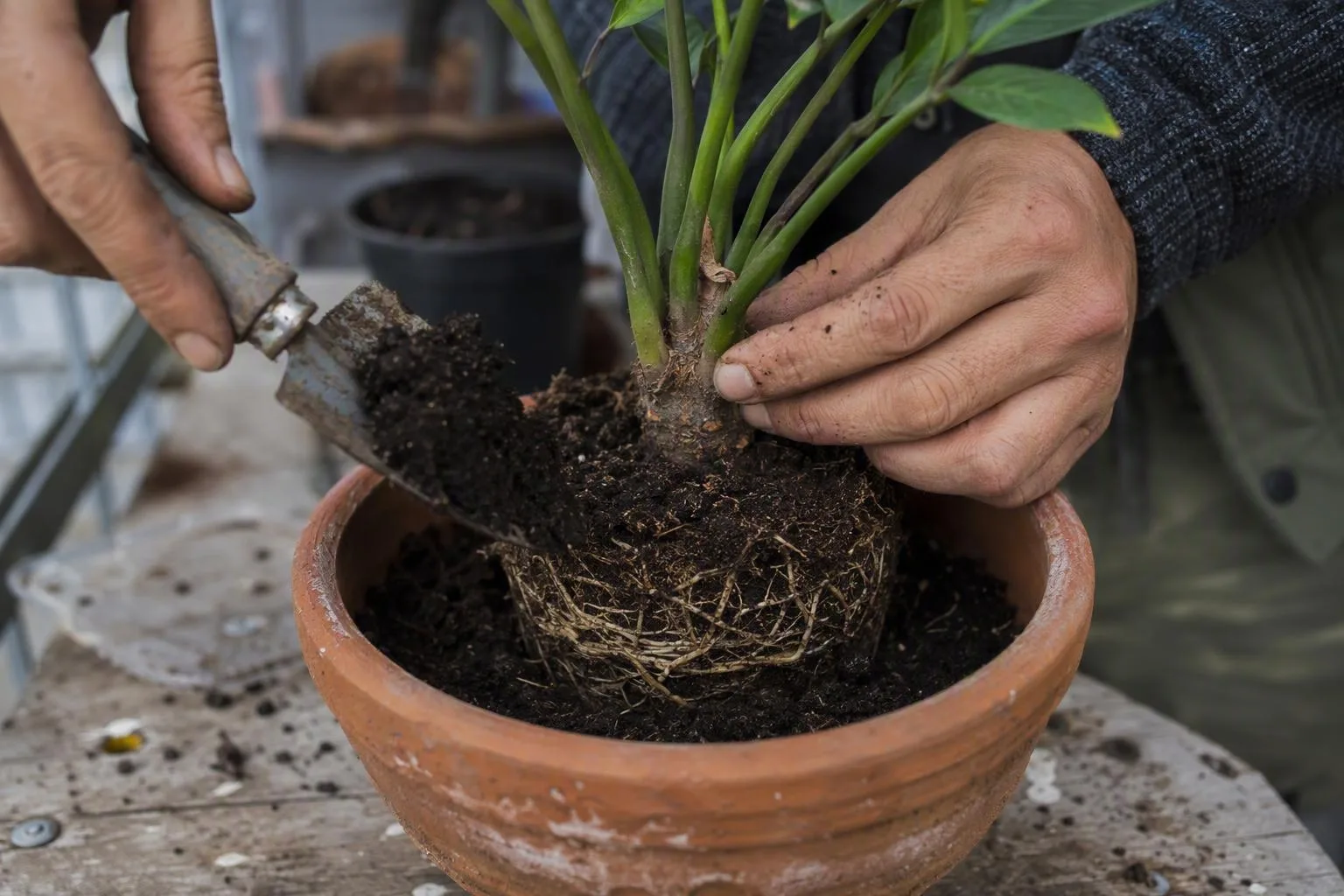 A hand adds soil around a plant while keeping its crown at the original height.