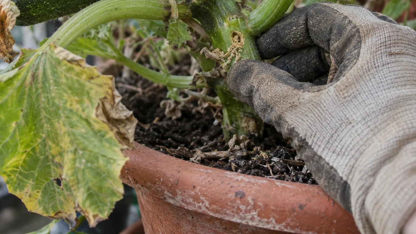 A gloved hand examines a zucchini stem with a small entry hole and sawdust-like debris beside a wilted leaf.