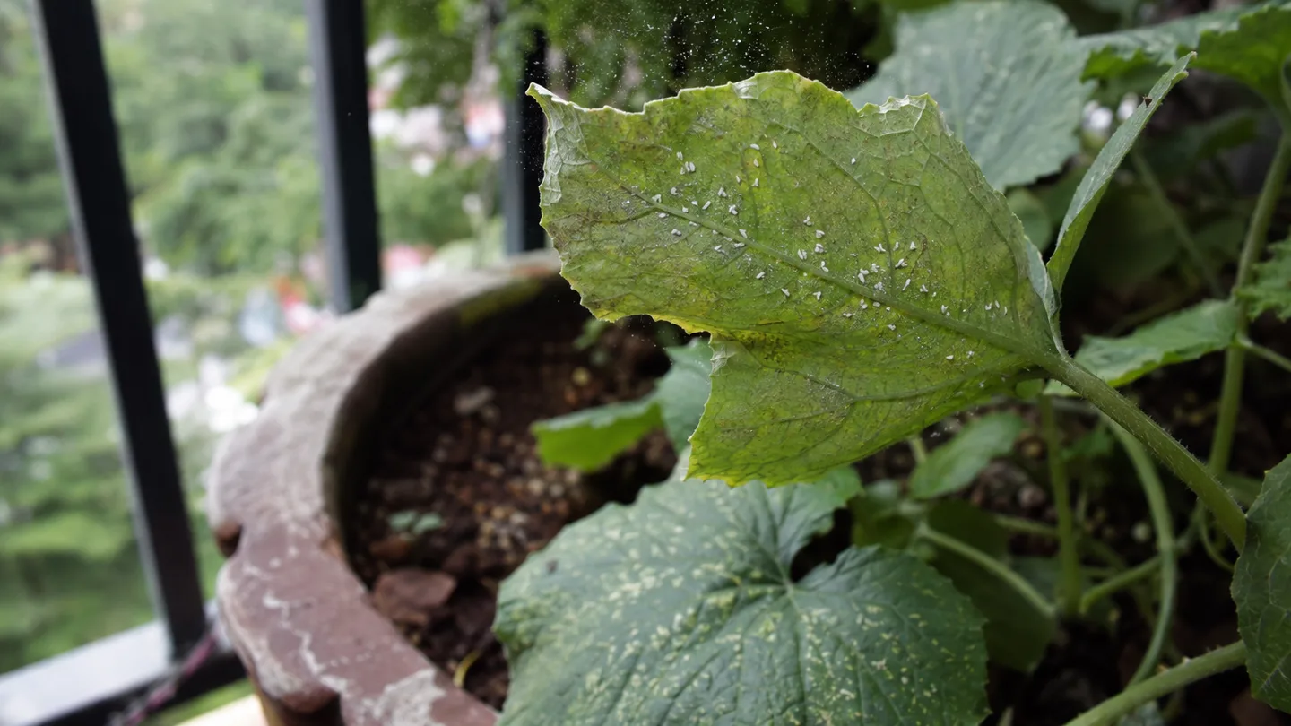 Tiny white insects rise from a balcony plant while pale feeding damage shows beneath a leaf.