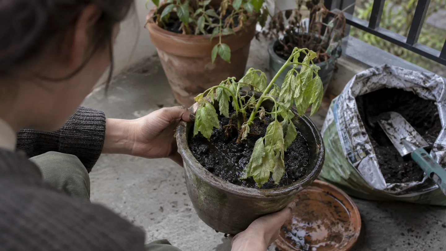 Drooping foliage rises from a heavy, waterlogged pot beside a balcony potting setup.